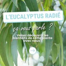 Ajoutez une touche de nature à votre quotidien avec l’huile essentielle d’eucalyptus radié ! 🌿Originaire d’Australie, cette huile essentielle est l’une des plus anciennes fabriquée par les Aborigènes. Produite aujourd’hui dans de nombreux pays, elle vise principalement les voies respiratoires qui sont régulièrement mises à mal pendant l’hiver.Cette huile essentielle est traditionnellement utilisée pour : 👉 Retrouver un meilleur confort respiratoire 👉 Soulager les maux hivernaux 👉 Renforcer l’organisme 👉 Parfumer l’atmosphère💡 Pour profiter pleinement de ses vertus, choisissez toujours une huile essentielle d’eucalyptus radié de qualité, 100 % pure et naturelle, issue de l’agriculture biologique. Chez LCA, chaque goutte est un concentré de nature, respectueux de votre santé.Retrouvez cette huile essentielle dans nos capsules Voies respiratoires et gorge ! 💧 Elle est associée au tea tree bio et au sapin baumier bio pour former une synergie parfaite et très efficace !⚠️ Il est toujours recommandé de ne pas utiliser cette huile essentielle chez la femme enceinte, allaitante, le patient asthmatique, épileptique et l’enfant de moins de six ans.#aromathérapie #huileessentielle #huilesessentielles #provence #eucalyptus #eucalytpus radié #bienetre #respiration #hiver #sante #santeaunaturel