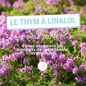 Découvrez l’huile essentielle de thym à linalol ! 🌿Véritable pépite de la nature, cette huile essentielle s’utilise autant chez l’enfant (à dose précise) que chez l’adulte. Ses nombreuses vertus en ont fait une huile essentielle indispensable de l’hiver, aussi douce qu’efficace.Elle est traditionnellement utilisée pour : 👉 Améliorer le confort respiratoire, 👉 Renforcer l’organisme avant l’hiver, 👉 Retrouver du tonus.Découvrez tous les bienfaits de cette huile essentielle dans notre spray gorge ! 💧 En synergie avec les huiles essentielles d’eucalyptus globuleux, de menthe poivrée et avec du miel, il soulage la gorge dès les premières irritations.⚠️ Il est toujours recommandé de ne pas utiliser cette huile essentielle chez la femme enceinte, allaitante et l’enfant de moins de trois ans.#aromathérapie #huileessentielle #huilesessentielles #provence #santeaunaturel #bienetreaunaturel #thym #thymalinalol