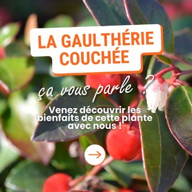 Découvrez les secrets de la gaulthérie couchée ! 🌿Bien connue en Amérique du Nord et principalement au Canada d’où elle est originaire, ce sont les feuilles de cet arbrisseau qui renferment son huile essentielle. Tous les amateurs d’aromathérapie la connaissent bien. On l’appelle aussi « Wintergreen ». C’est l’une des indispensables à avoir chez soi !Elle est traditionnellement utilisée pour : 👉 Redonner du confort localement par massage 👉 Soulager les muscles 👉 Apaiser la gêne articulaireRetrouvez l’huile essentielle de gaulthérie couchée dans notre gamme des Vaillants ! 🧡⚠️ Ces huiles essentielles s’utilisent de préférence chez l’adulte. Ne pas les employer chez la femme enceinte, allaitante, en cas de prise concomitante de traitement anticoagulant ou d’allergie à l’aspirine. Demandez toujours conseil à un professionnel de santé avant de l’utiliser. Son usage est réservé à la voie cutanée diluée dans une huile végétale comme l’arnica par exemple. Pas d’utilisation par voie orale ou en diffusion. #aromathérapie #huileessentielle #huilesessentielles #relaxation #santeaunaturel #gaulthérie #gaultheriecouchee #gaultherieodorante